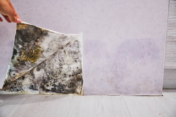 Professional Mold Removal in Porters Neck, NC